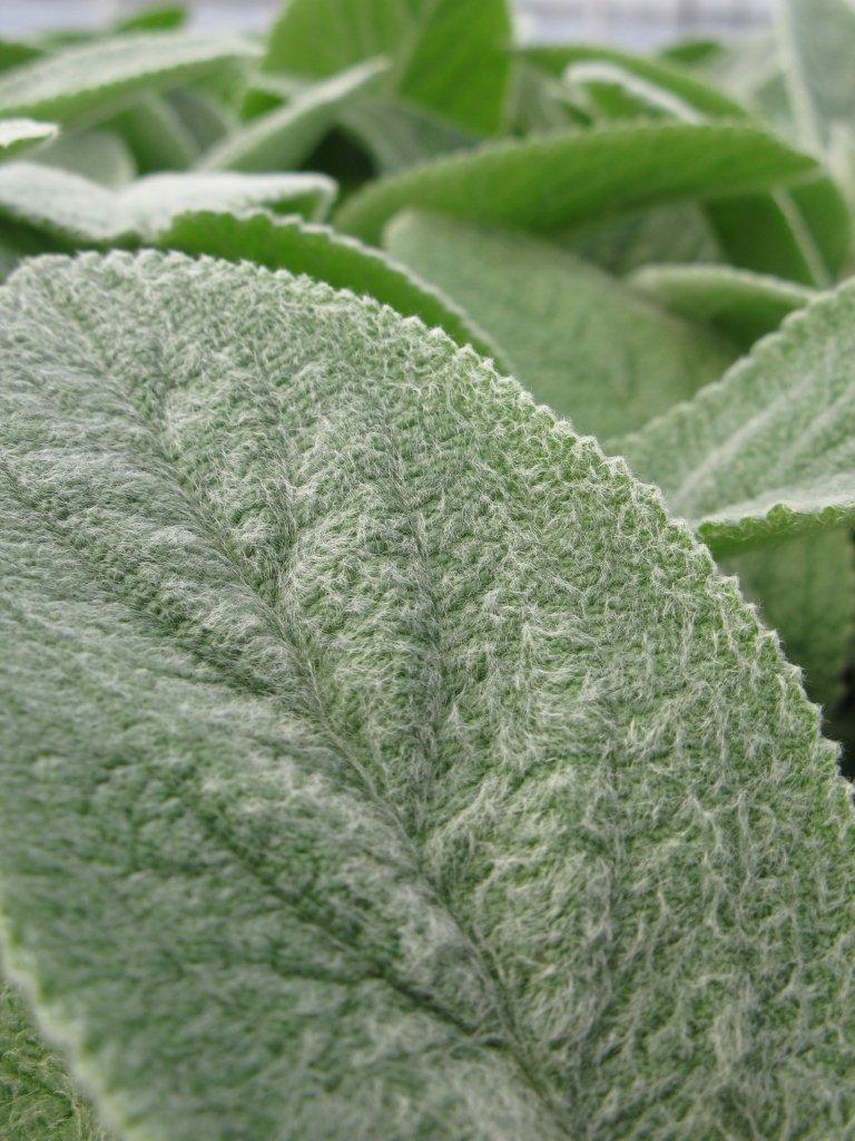 Stachys byzantina 'Countess Helen von Stein' (Lamb's Ear)