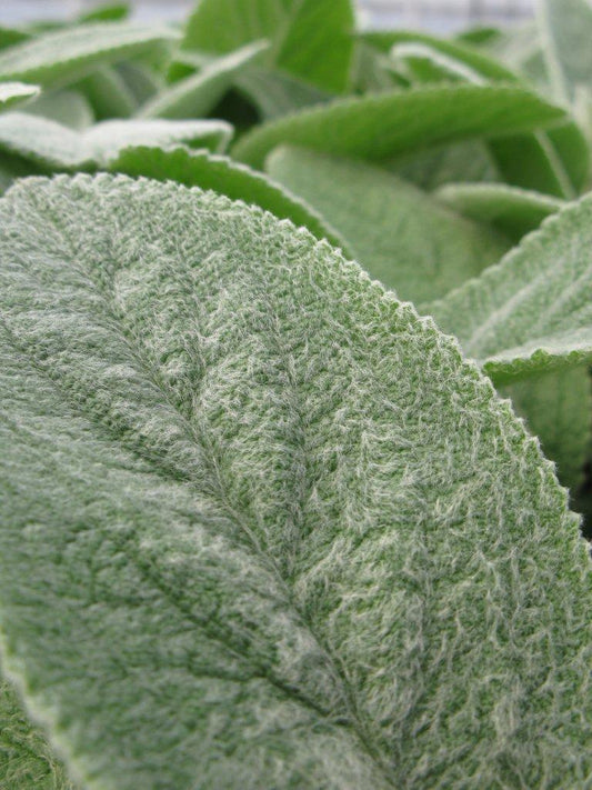 Stachys byzantina 'Countess Helen von Stein' (Lamb's Ear)