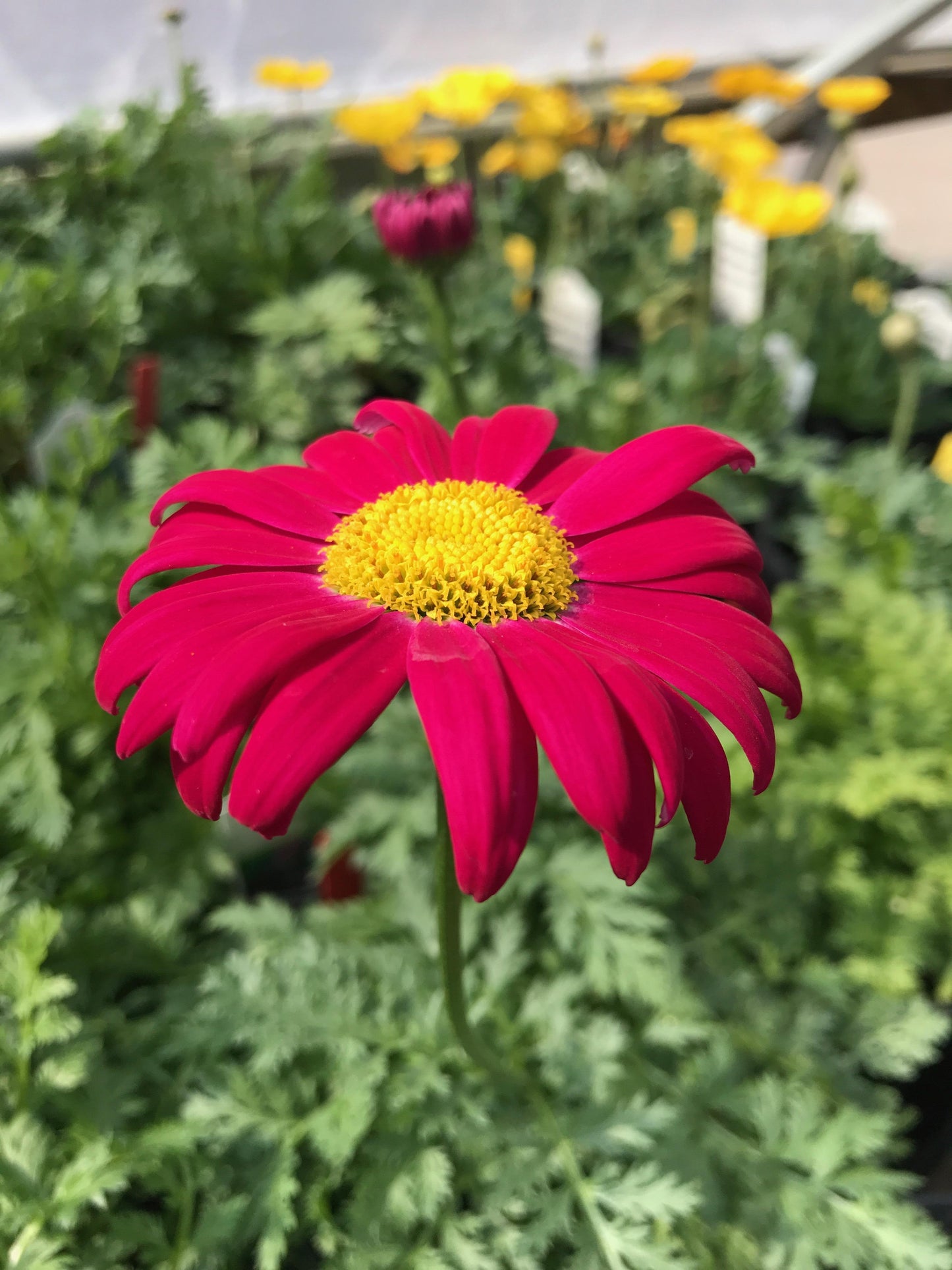 Tanacetum coccineum 'Robinson's Red' (Painted Daisy)