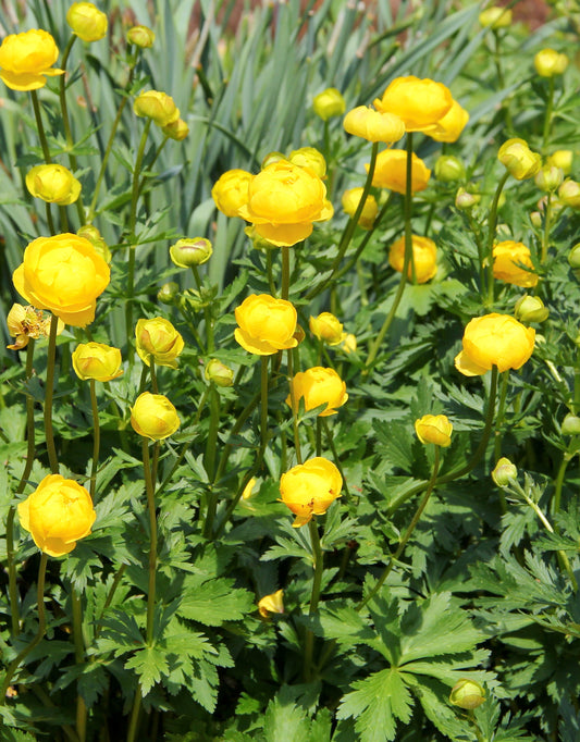 Trollius europaeus 'Superbus' (Globe Flower)