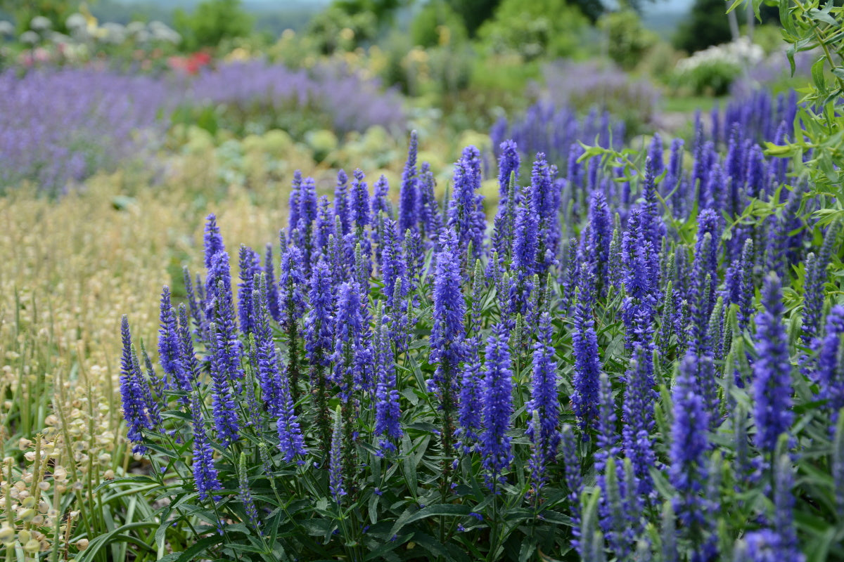 Veronica x Moody Blues 'Dark Blue'