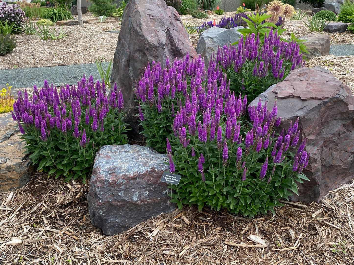 Veronica spicata 'Purplegum Candles' (Speedwell)