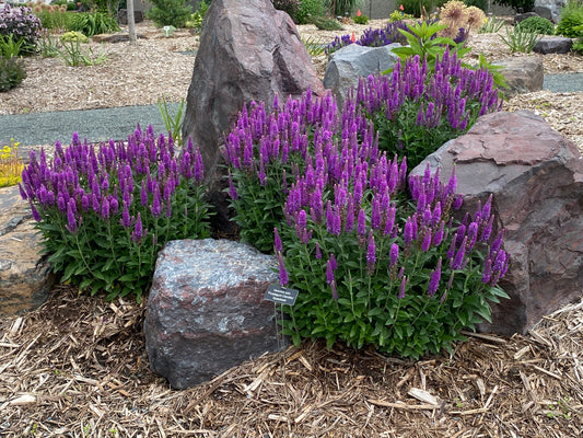 Veronica spicata 'Purplegum Candles' (Speedwell)