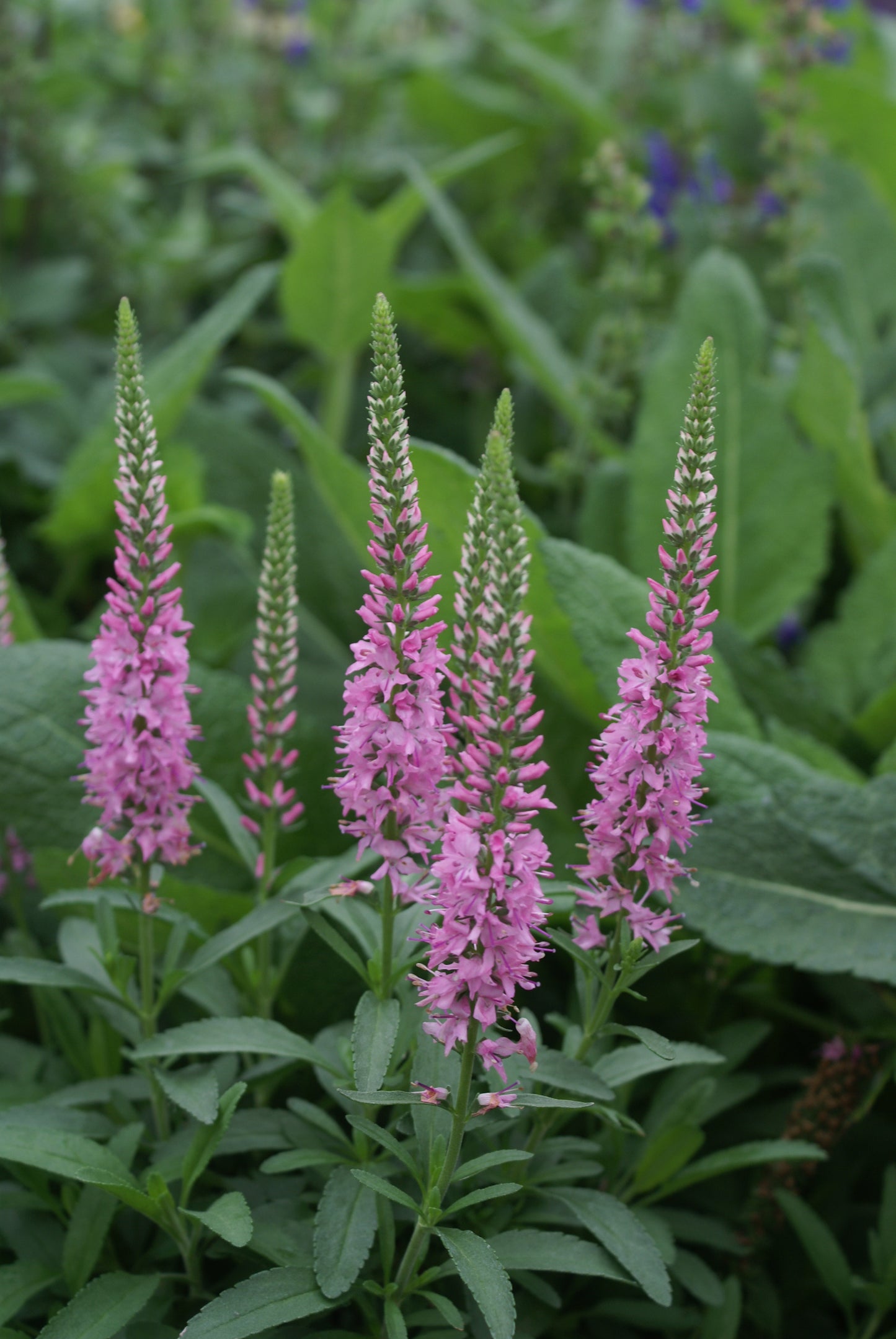 Veronica spicata 'Giles van Hees'
