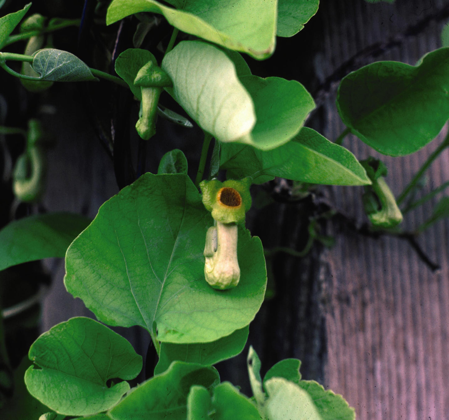 Aristolochia macrophylla (Dutchman's Pipe)
