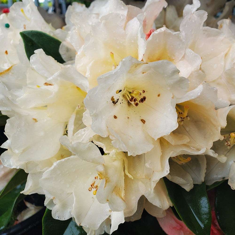 Rhododendron yak. Golden Torch