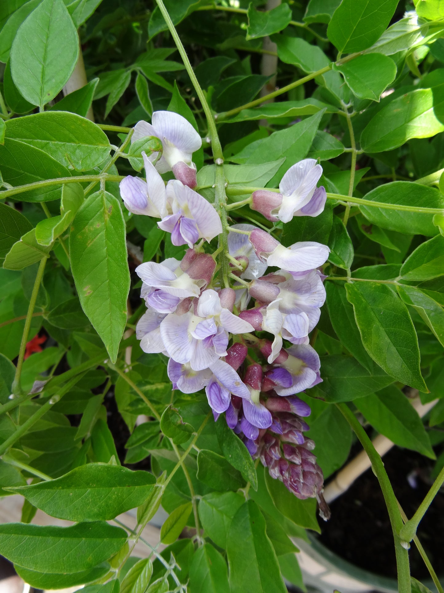 Wisteria sinesis macrostachya 'Blue Moon'