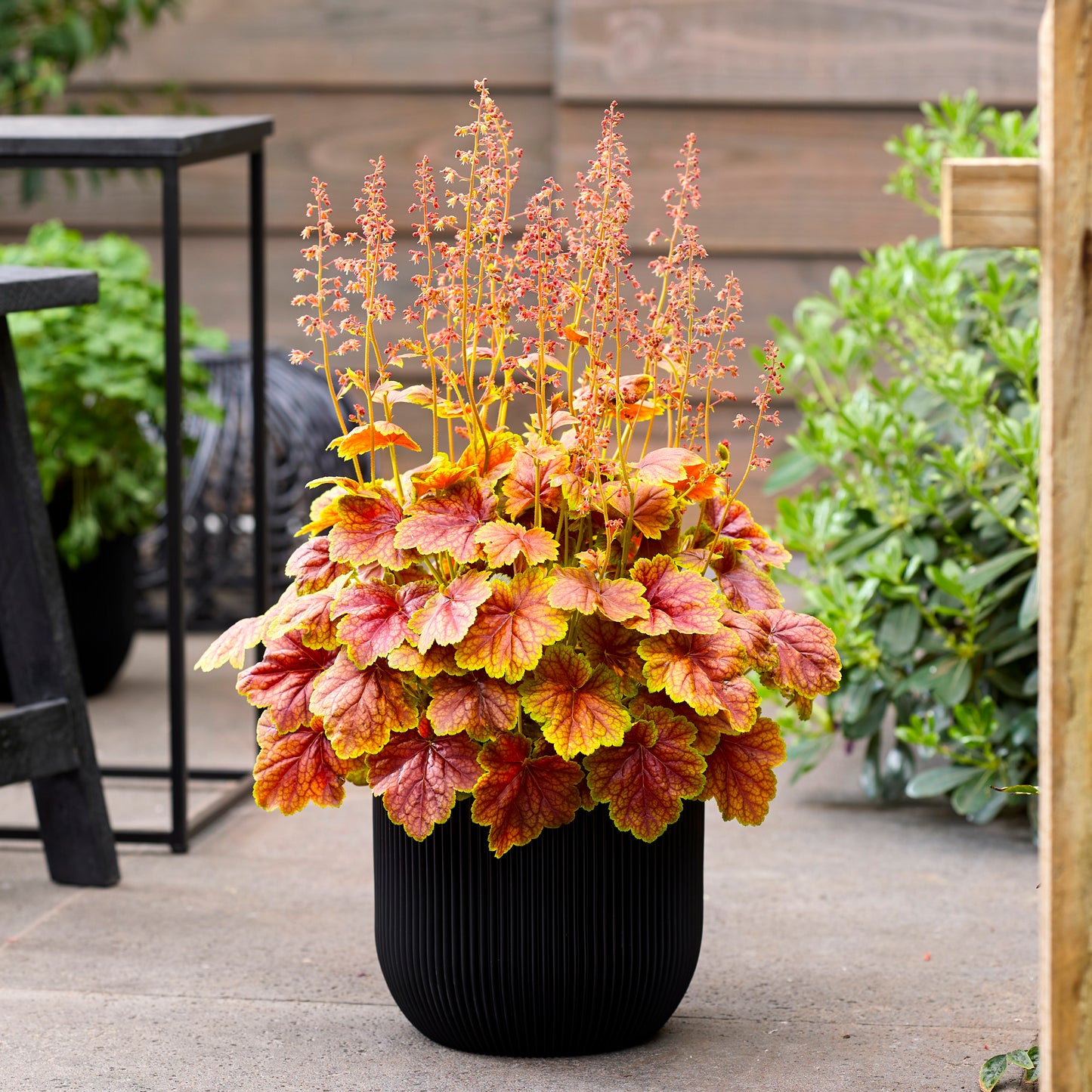 Heuchera 'Eternal Flame' (Coral Bells)