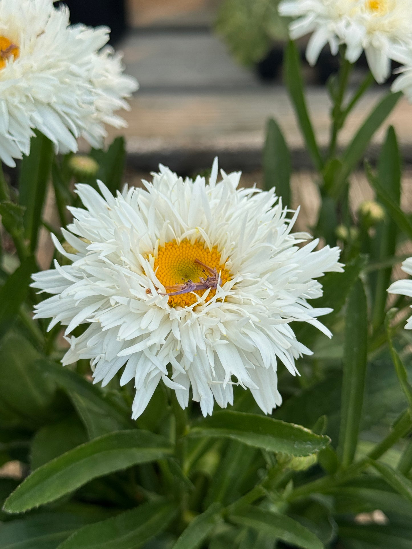 Leucanthemum maximum 'Sweet Daisy® Rebecca'