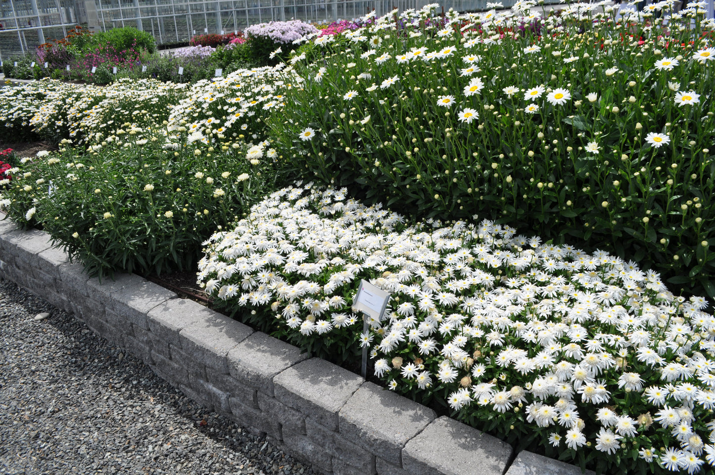Leucanthemum 'Carpet Angel Daisy'™