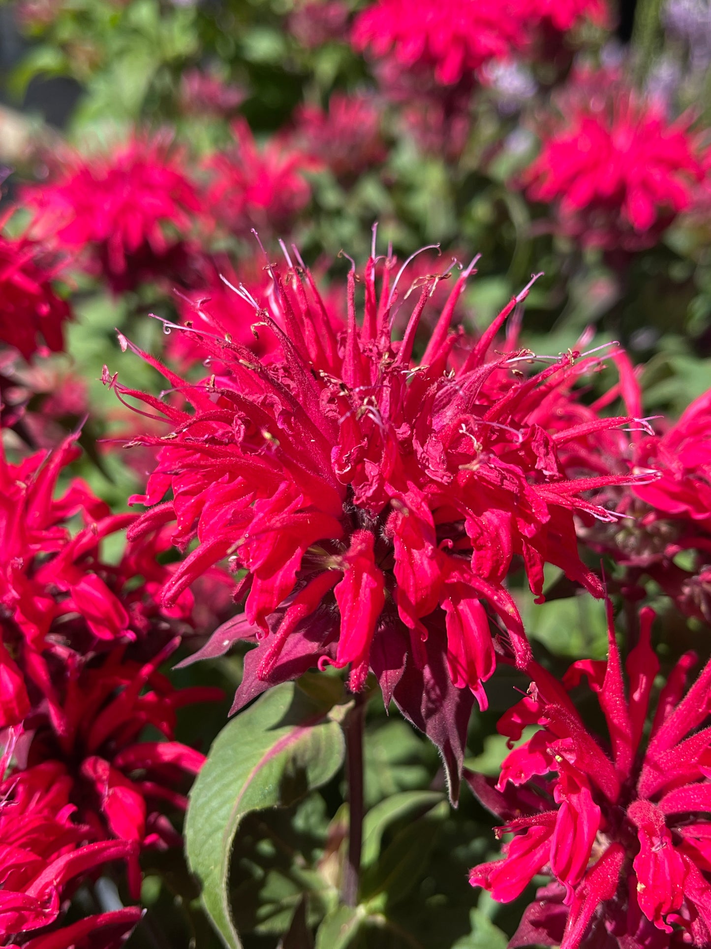 Monarda didyma 'Bee-Mine Red'