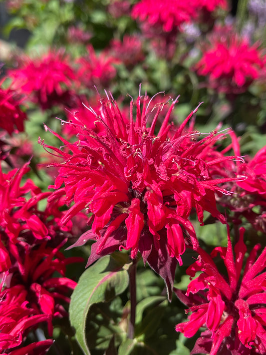 Monarda didyma 'Bee-Mine Red' (Bee Balm)