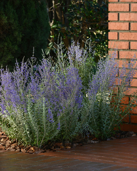 Perovskia atriplicifolia 'Blue Steel' (Russian Sage)