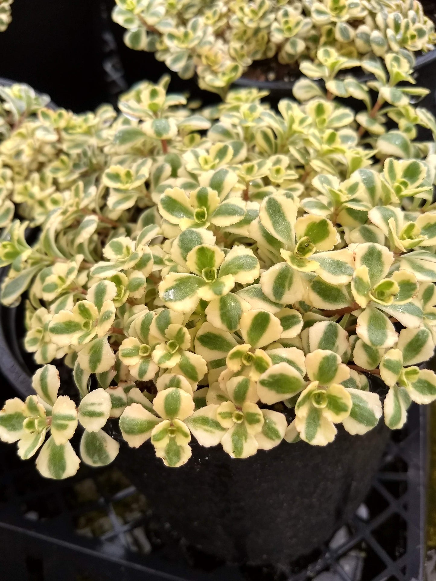 Sedum spurium 'What a Doozie'