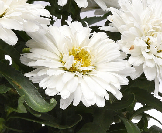 Leucanthemum superbum 'Make My Daisy™ Crazy'
