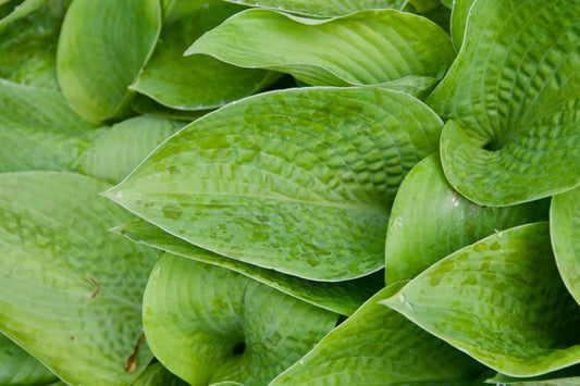 Hosta 'Abiqua Recluse'