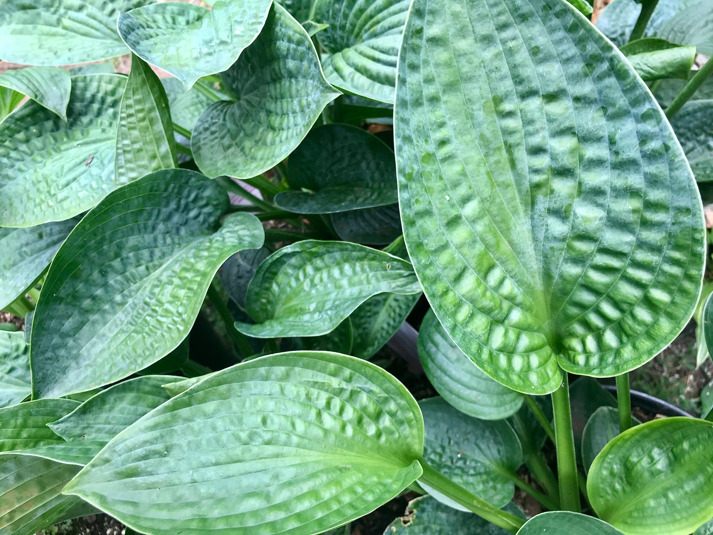 Hosta 'Big Daddy'