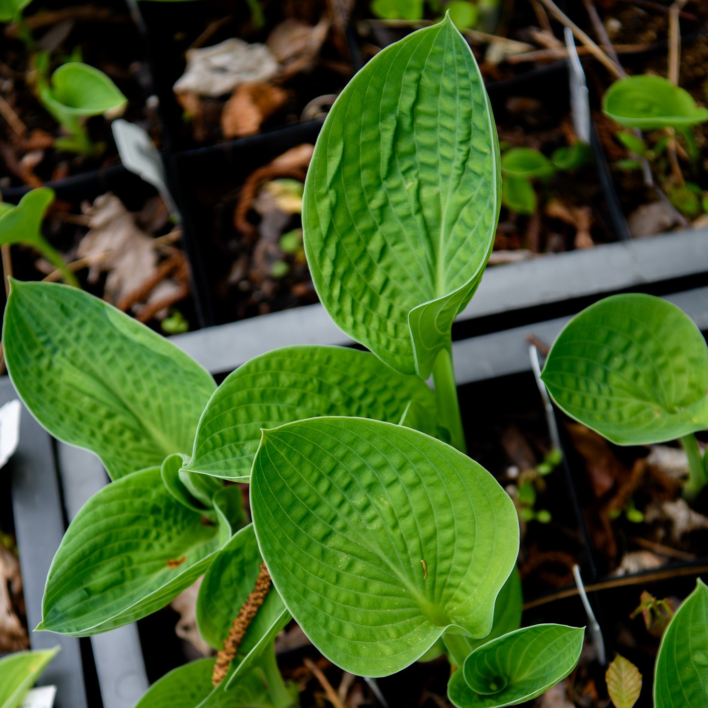 Hosta 'Black Hills'