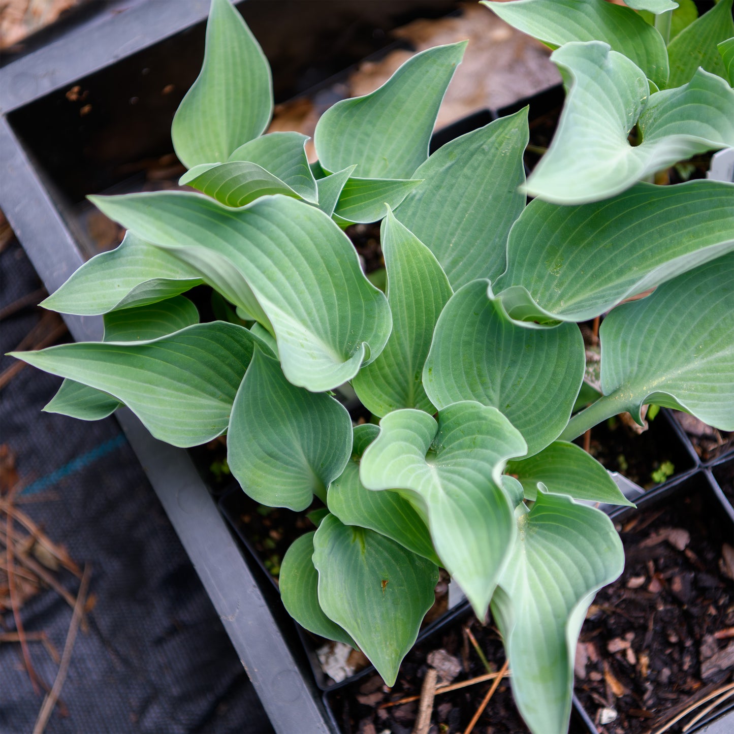 Hosta 'Blue Dimples'