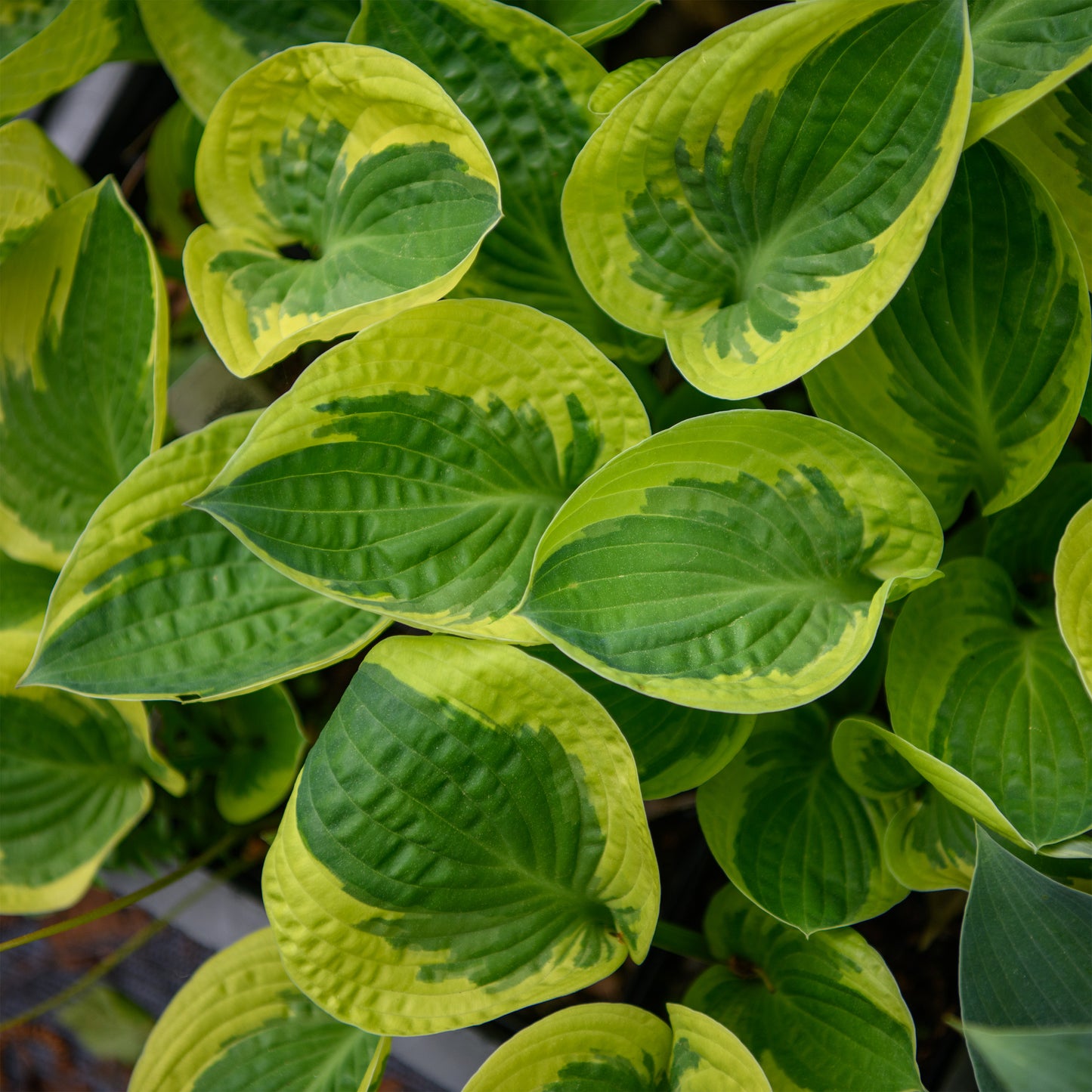 Hosta 'Brim Cup'