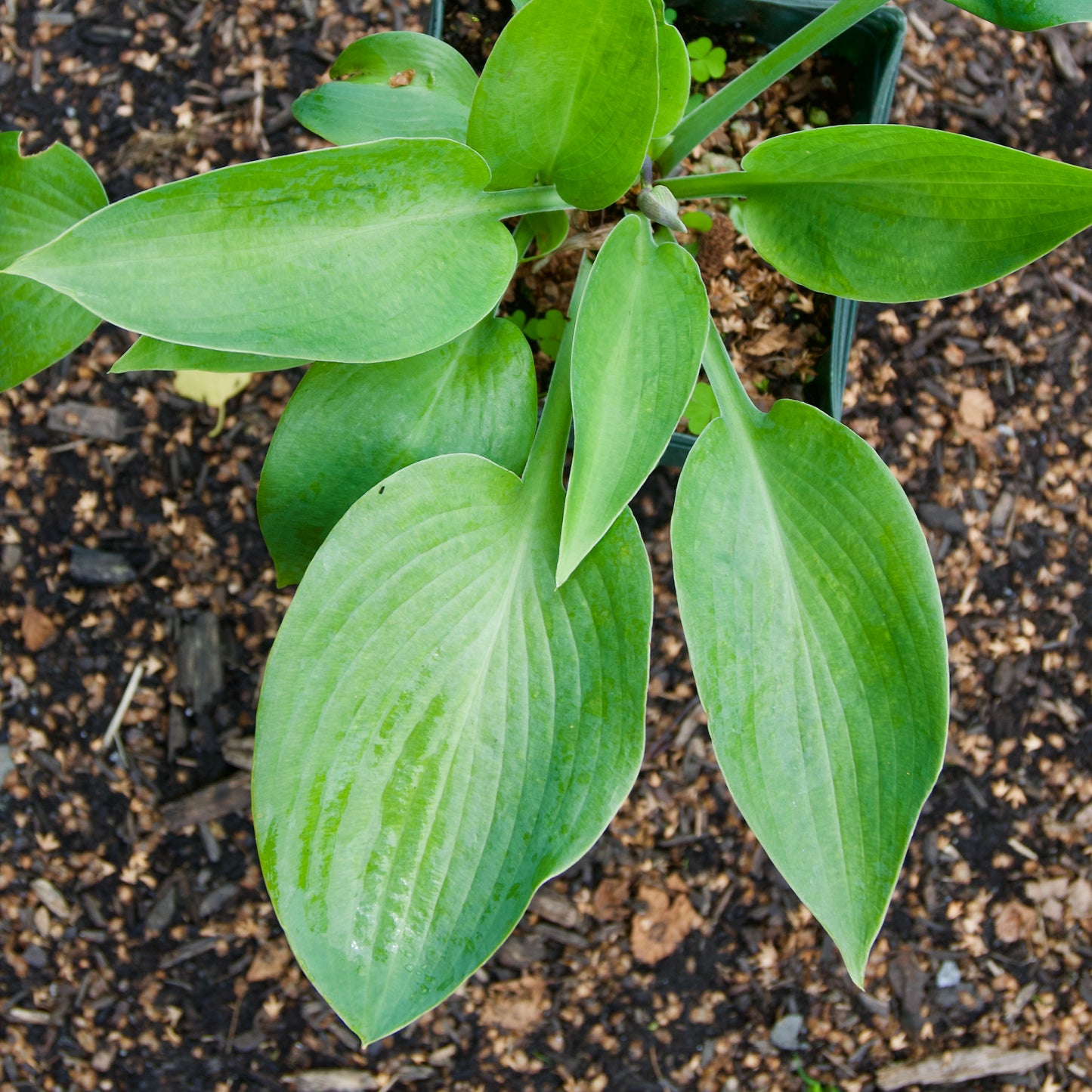 Hosta 'Dew Drop'