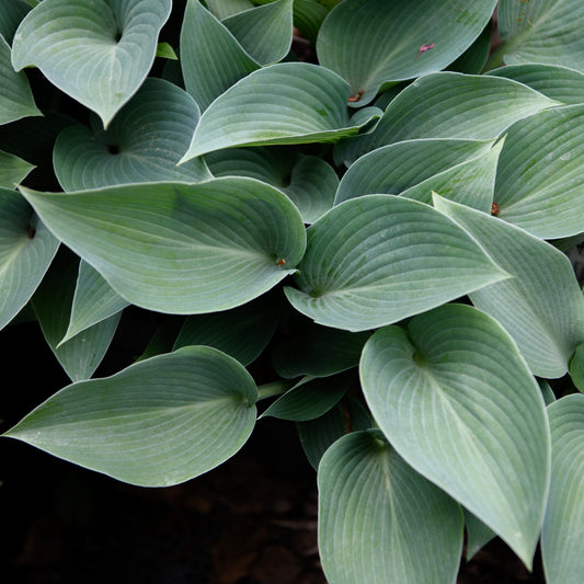 Hosta 'Dorset Blue'