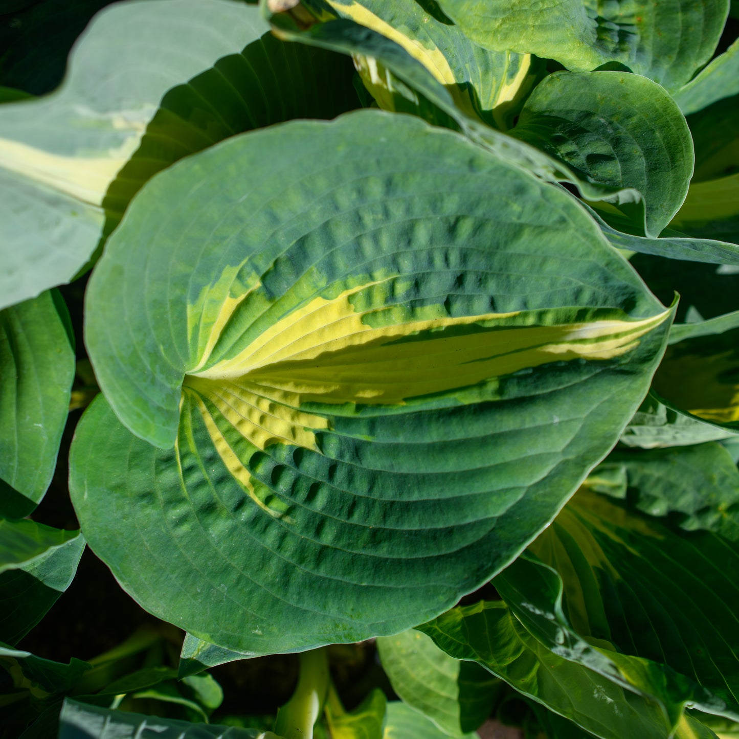 Hosta 'Dream Weaver'