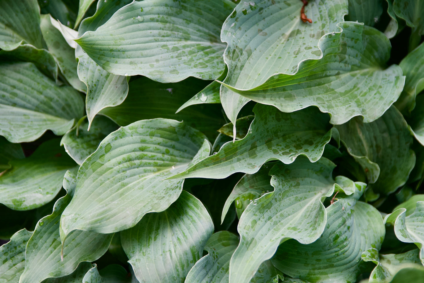 Hosta 'Elvis Lives'