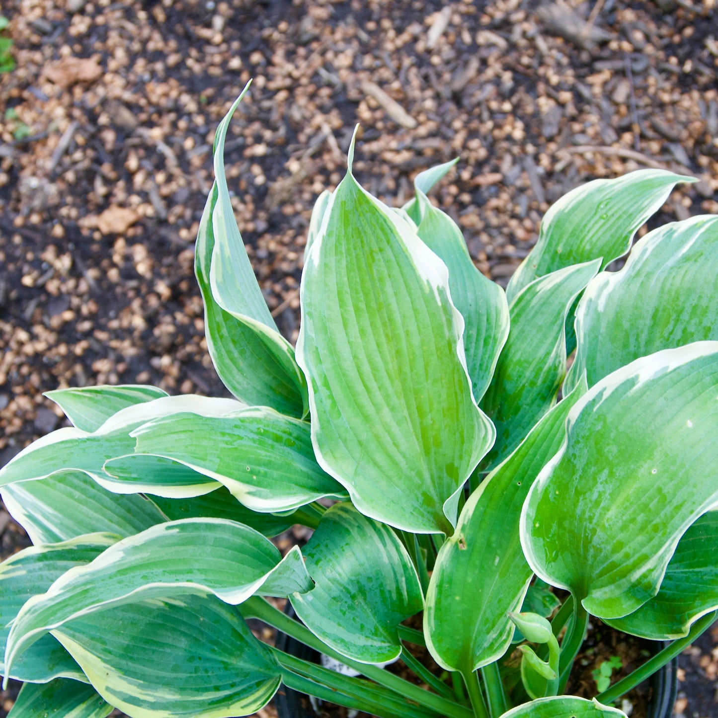 Hosta 'Emma'
