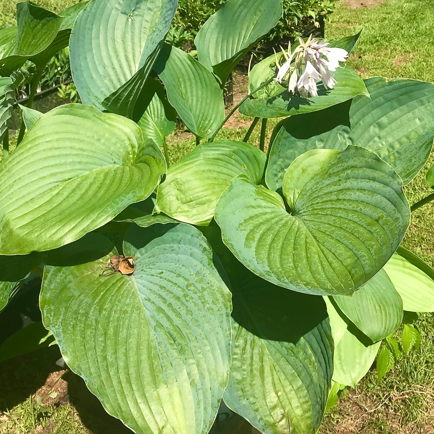 Hosta 'Empress Wu'
