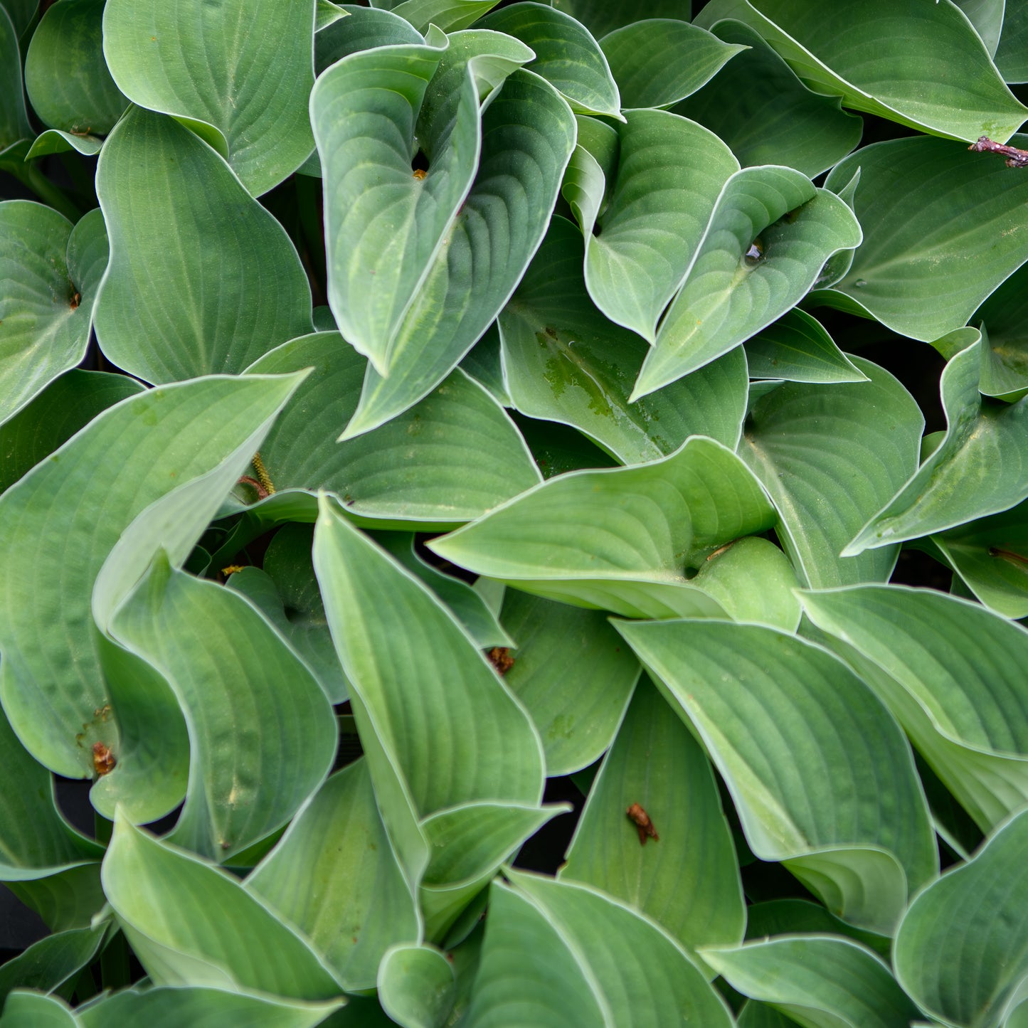Hosta 'Evelyn McCafferty'