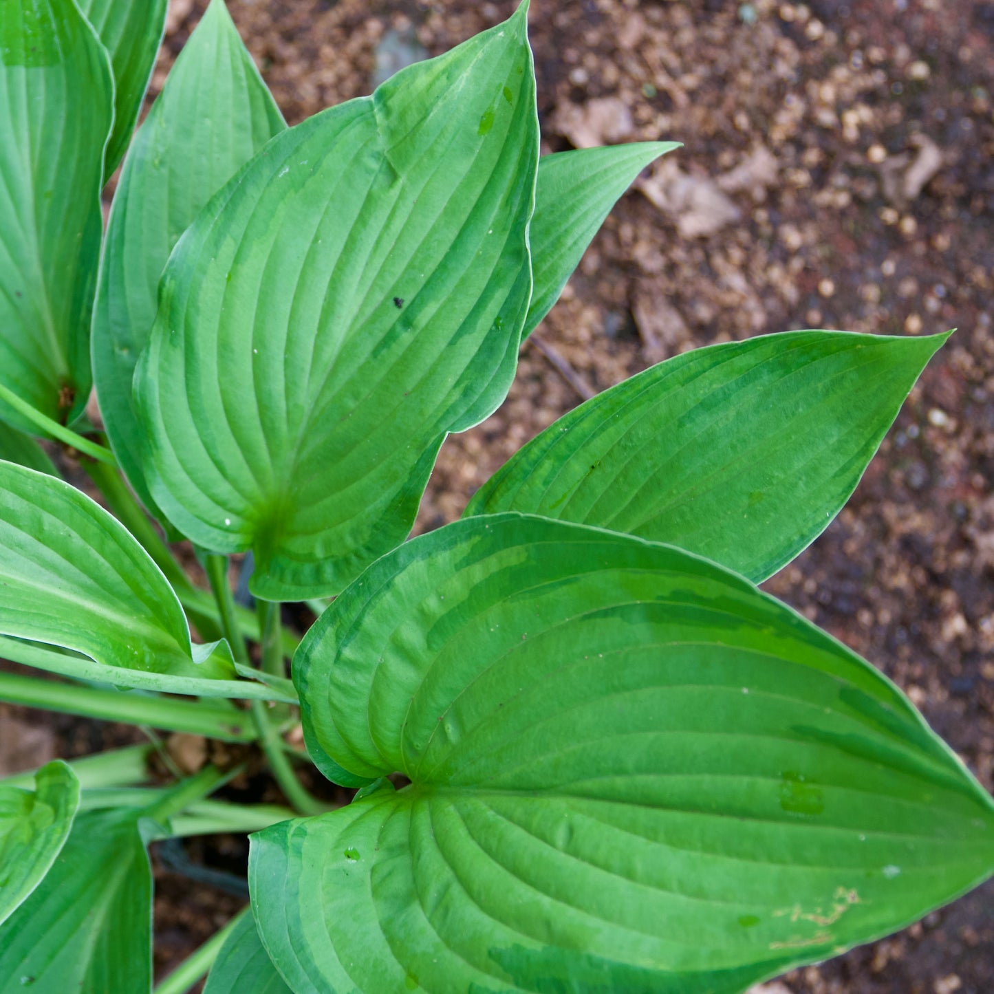 Hosta fortunei 'Albopicta'