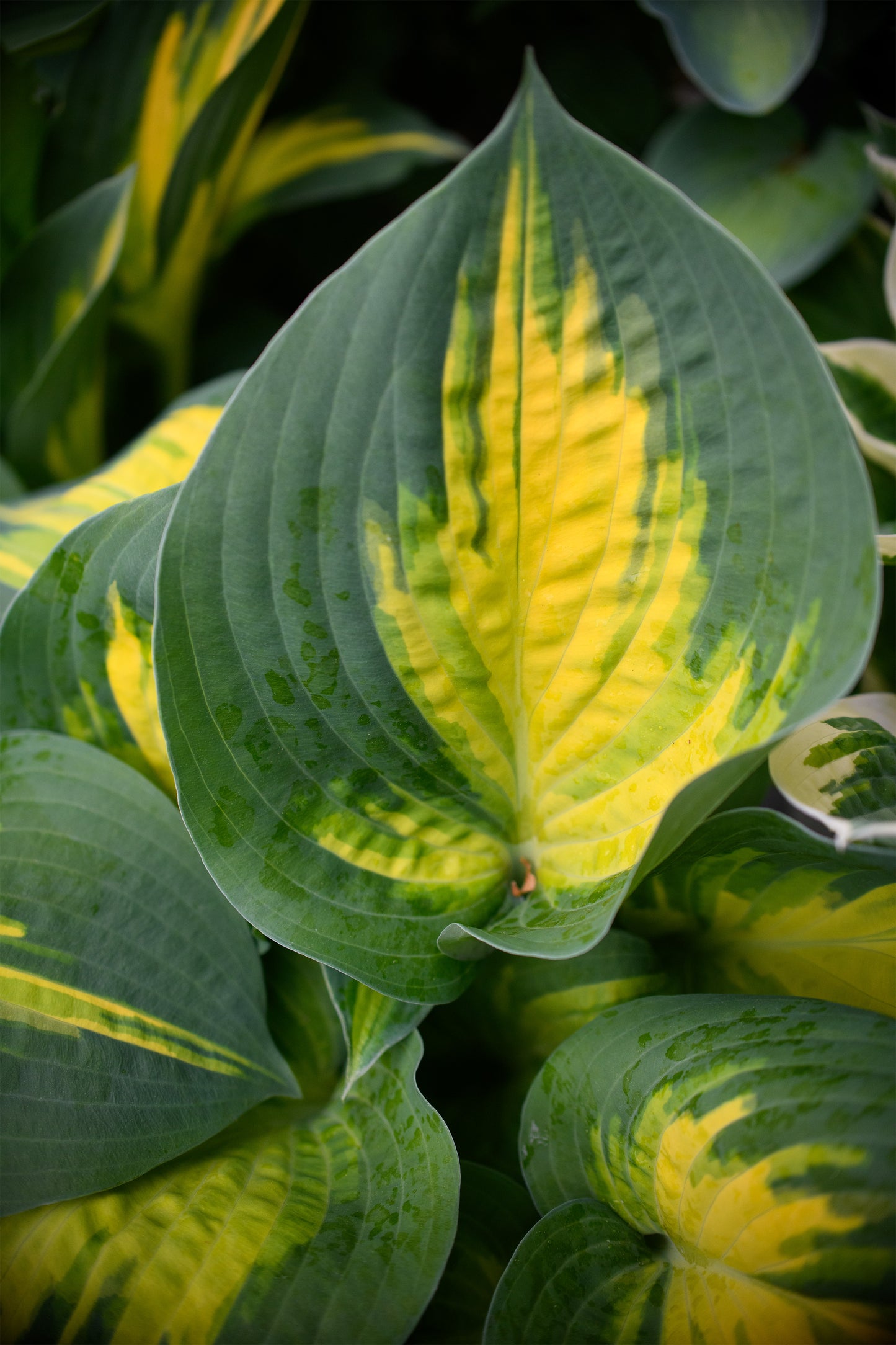 Hosta 'Forbidden Fruit'