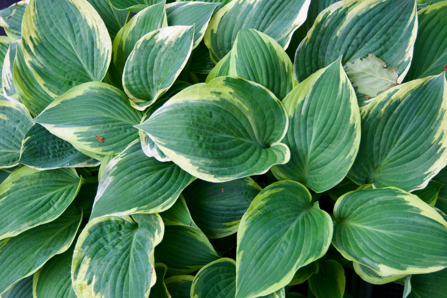 Hosta 'Fringe Benefit'