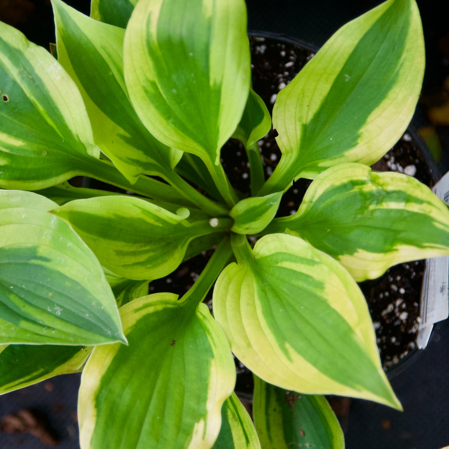 Hosta 'Glad Rags'