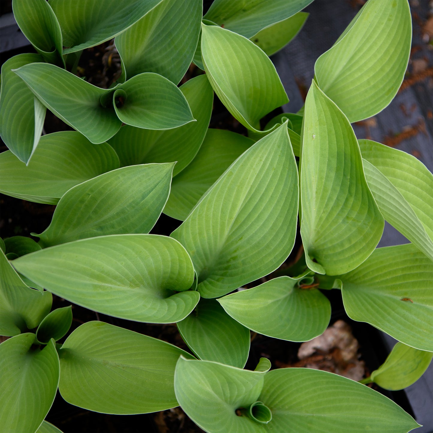 Hosta 'Gold Regal'