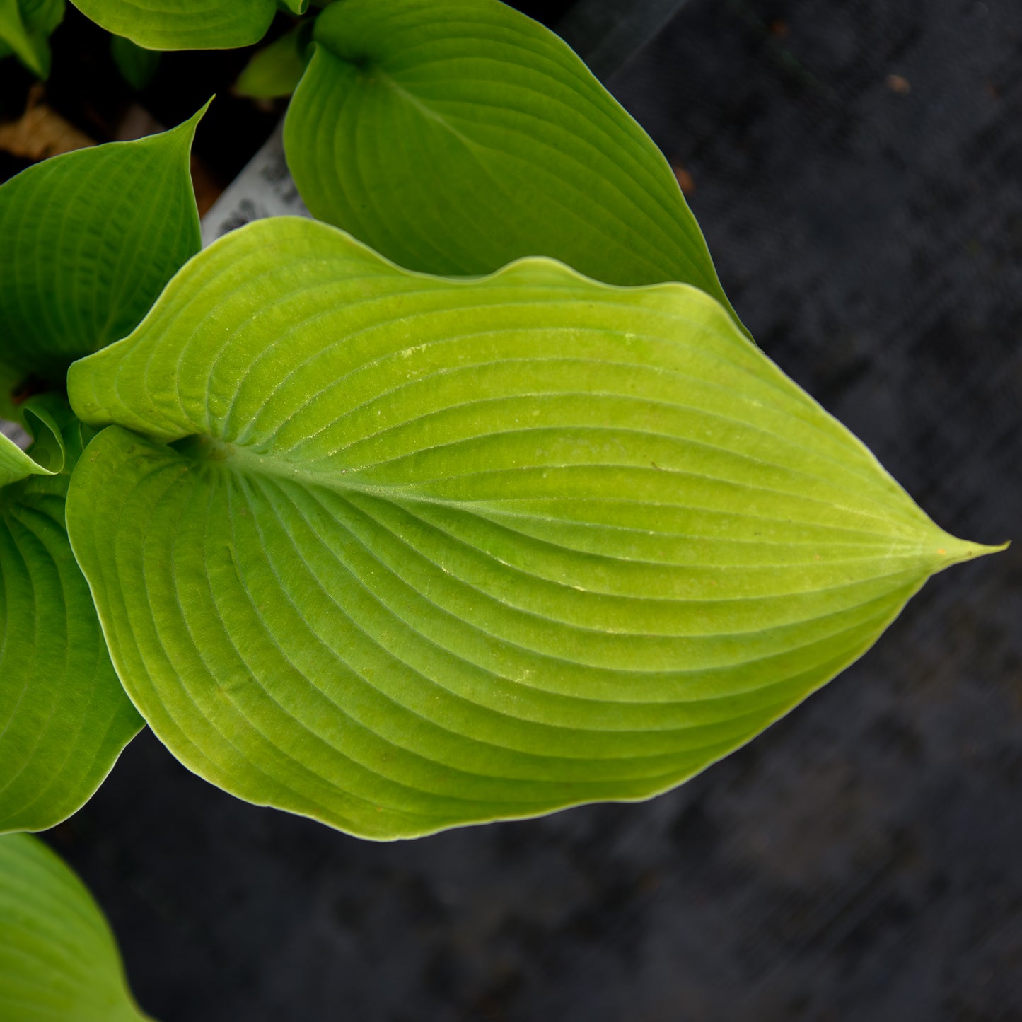 Hosta 'Golden Sculpture'