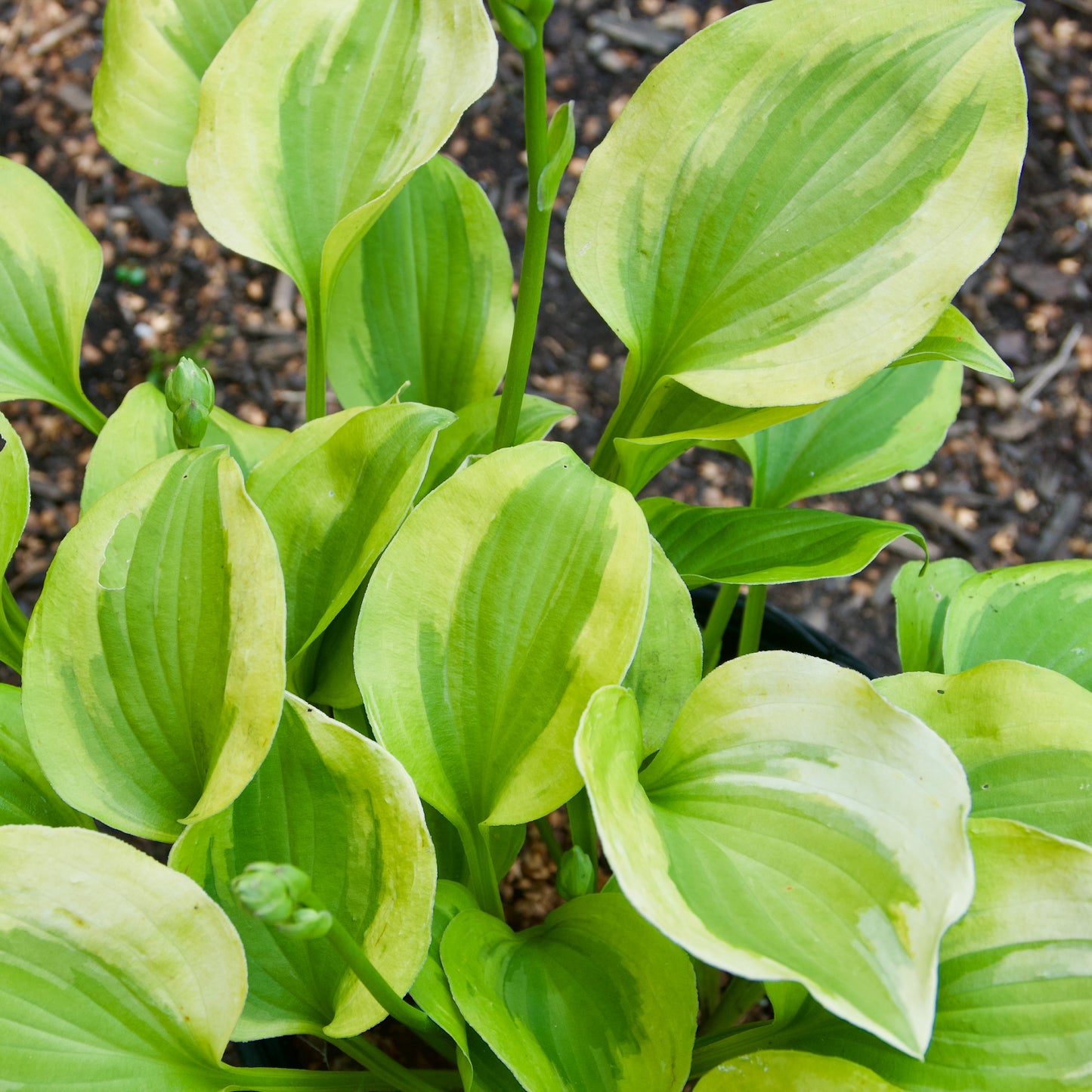 Hosta 'Grand Tiara'