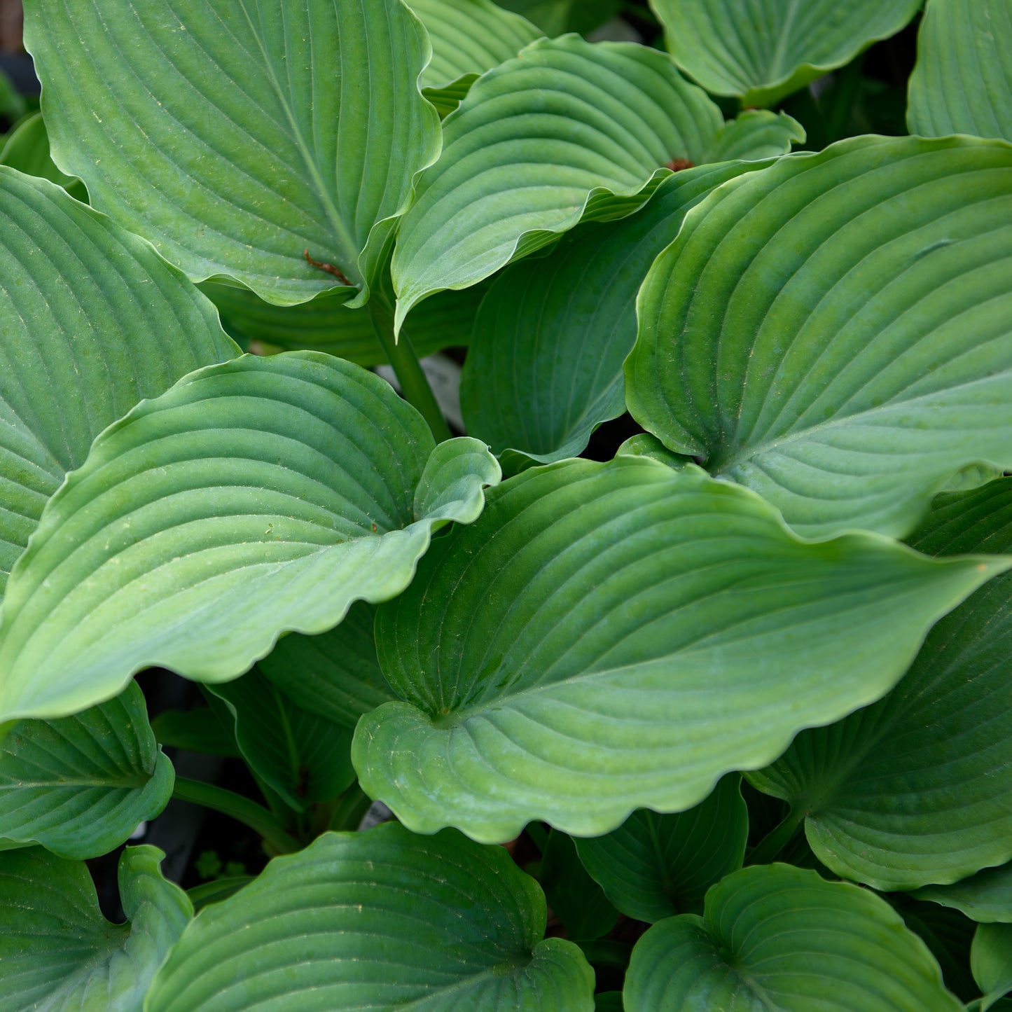 Hosta 'Gunsmoke'