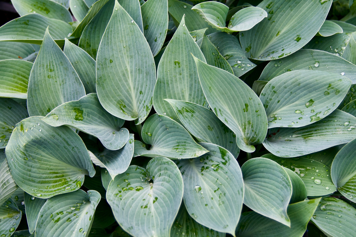 Hosta 'Halcyon'