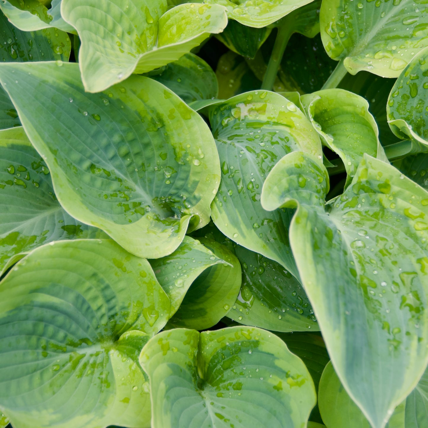 Hosta 'Handy Hatfield'