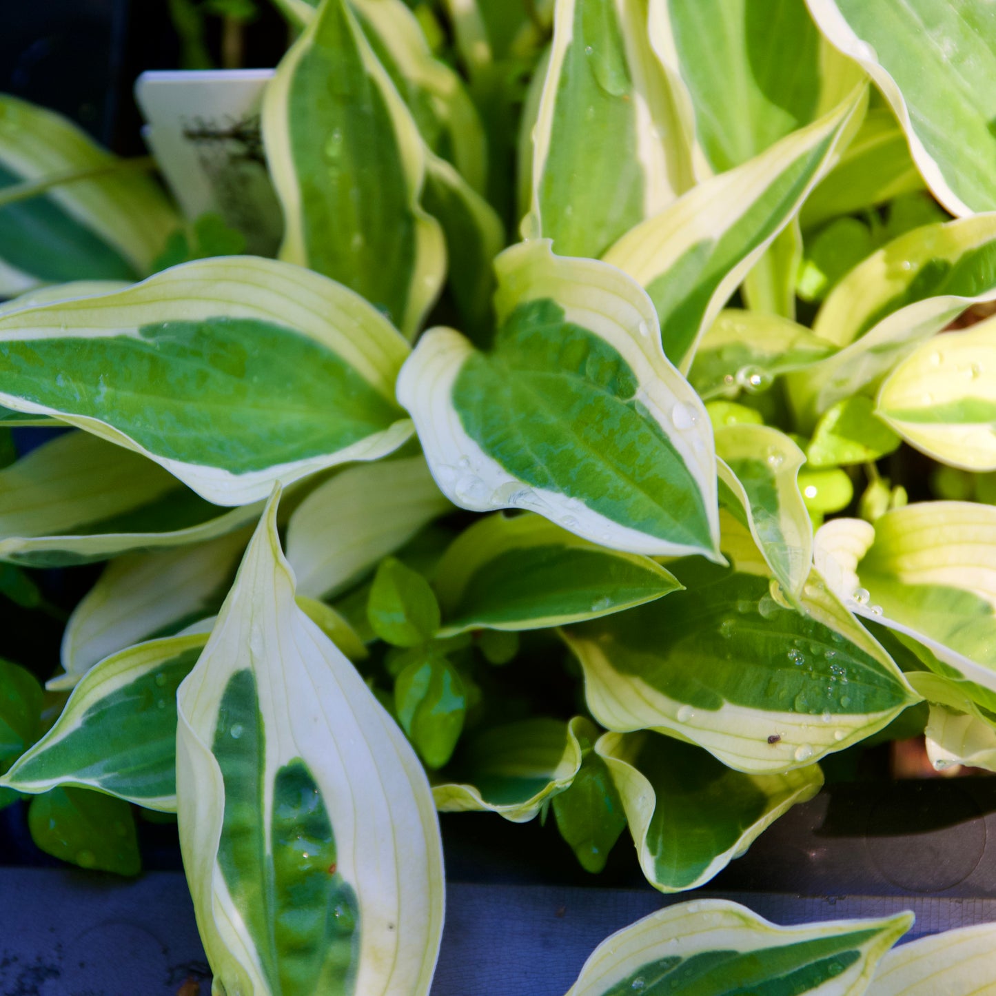 Hosta 'Hanky Panky'