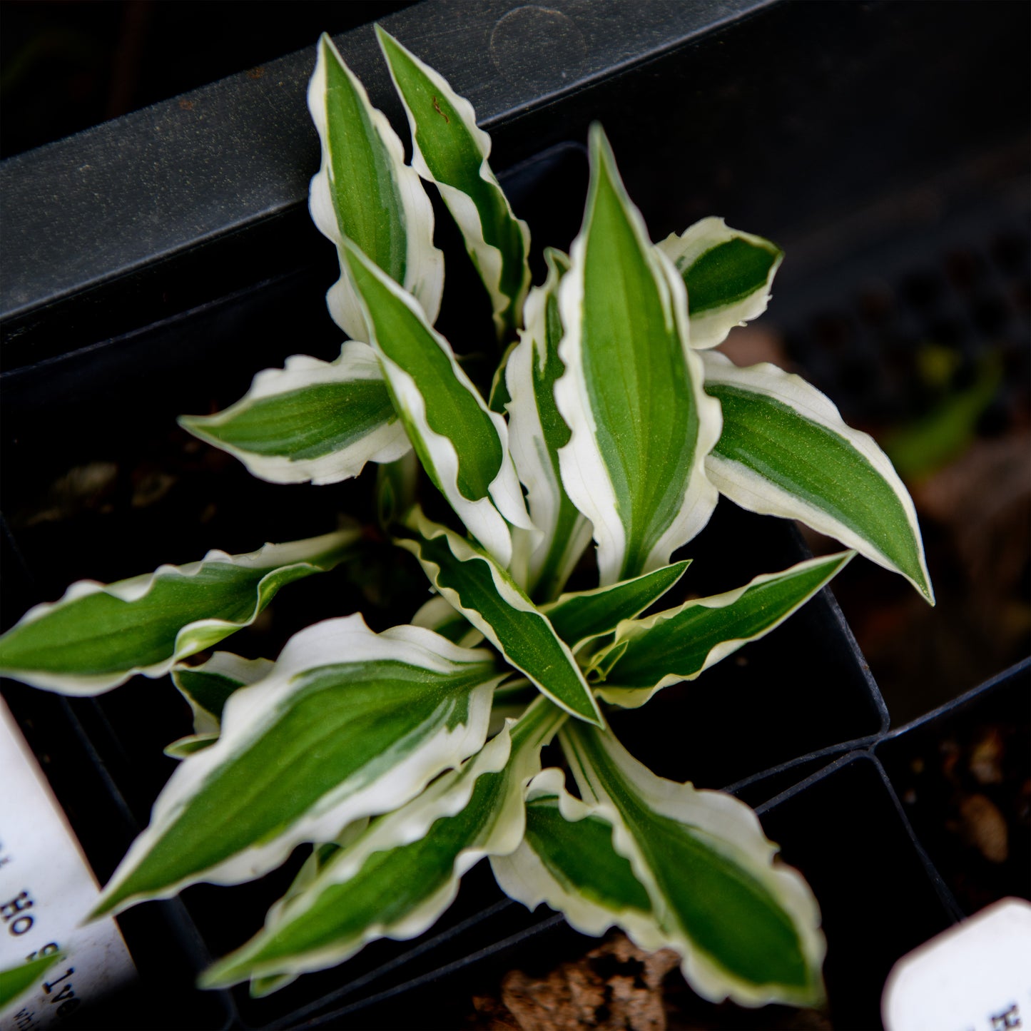 Hosta 'Hi Ho Silver'
