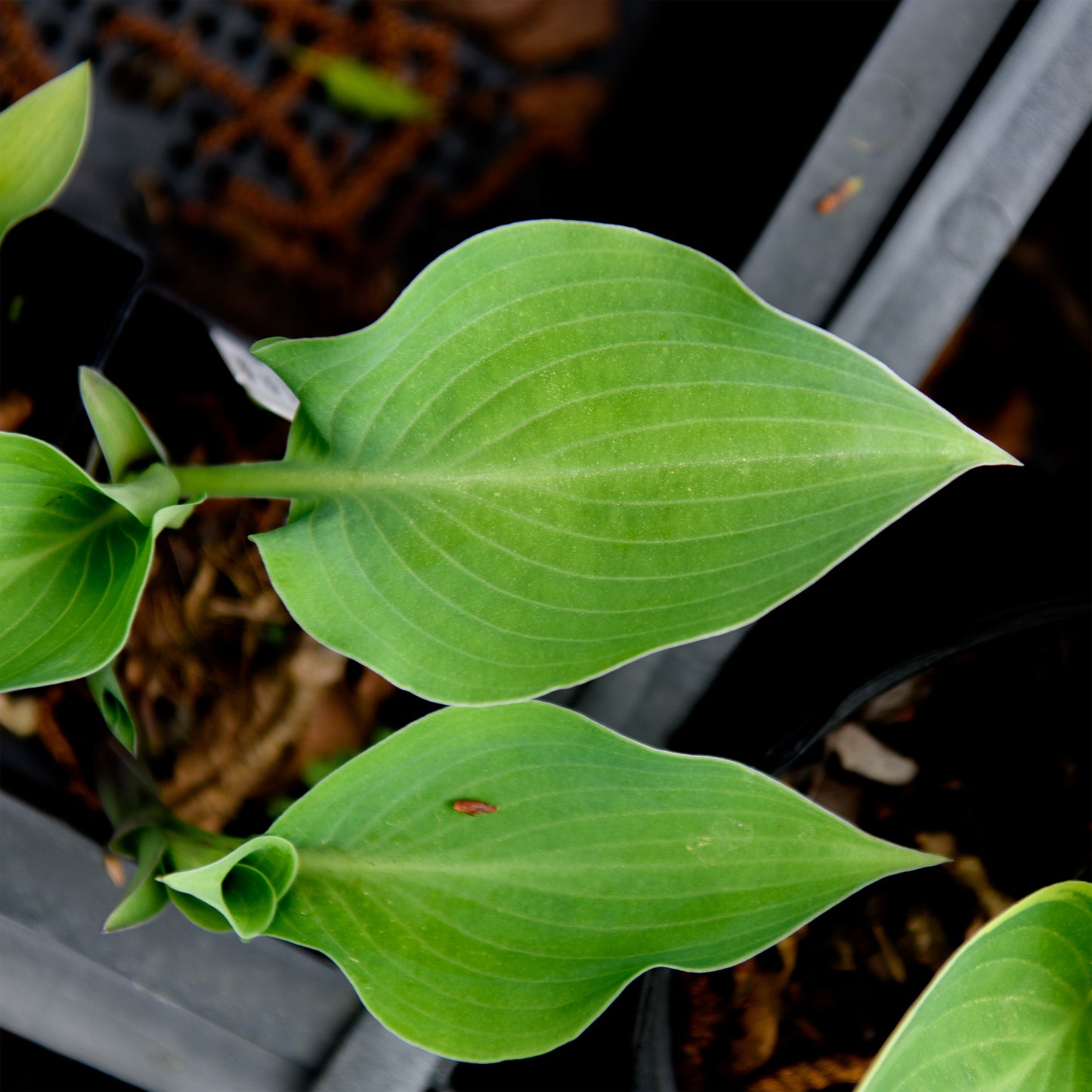 Hosta 'High Tide'