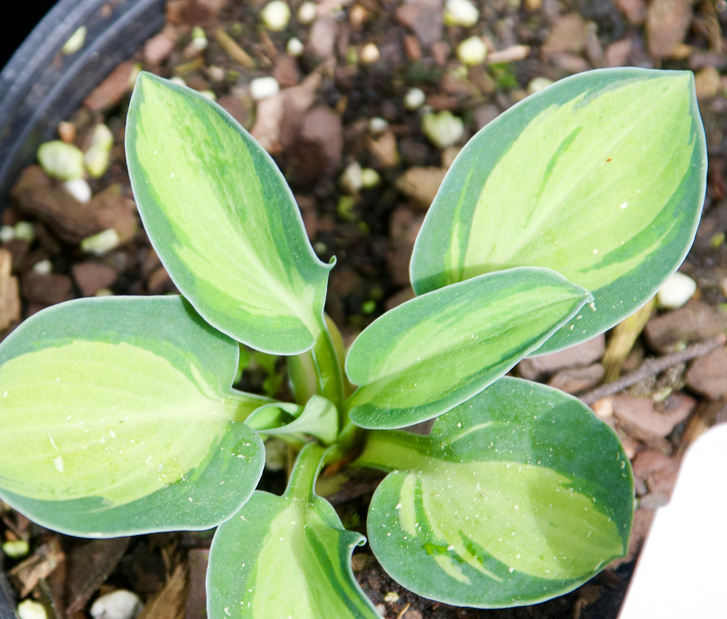Hosta 'Holy Mouse Ears'