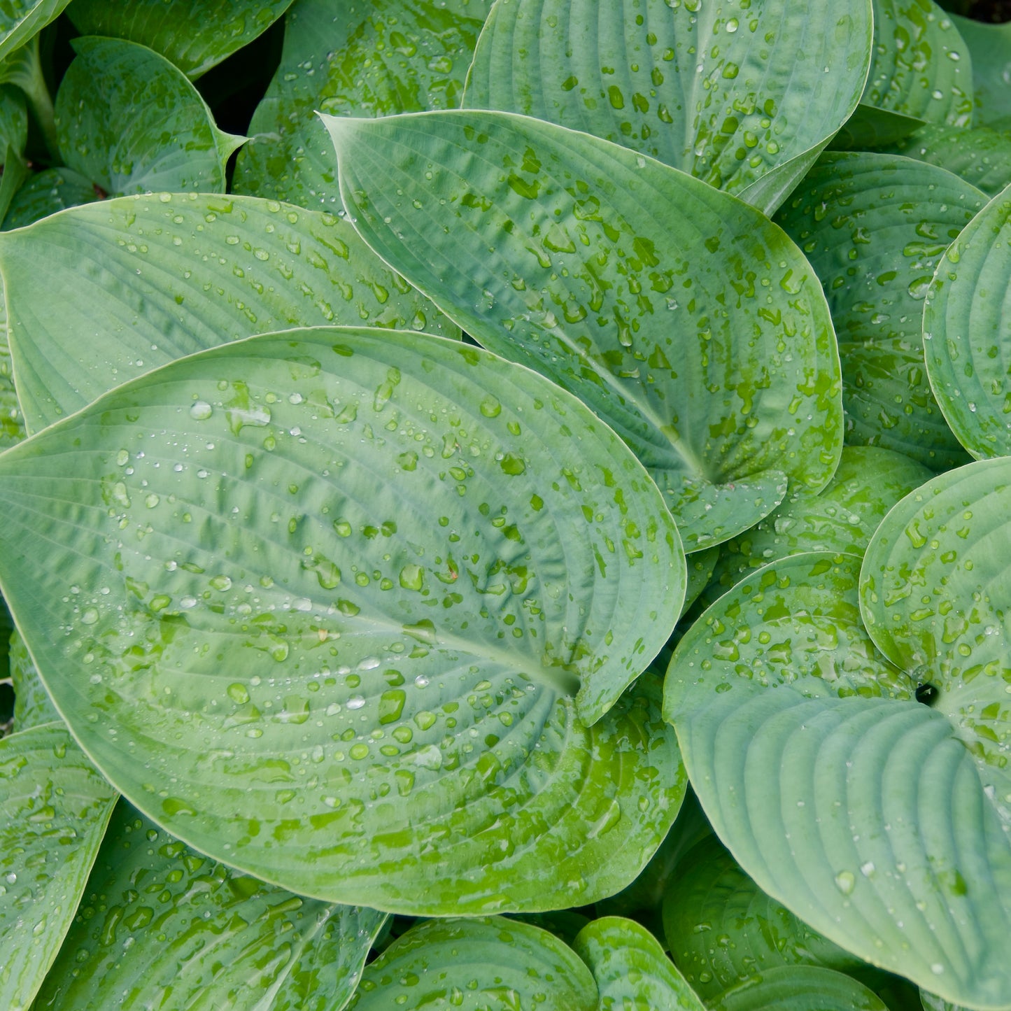 Hosta 'Humpback Whale'