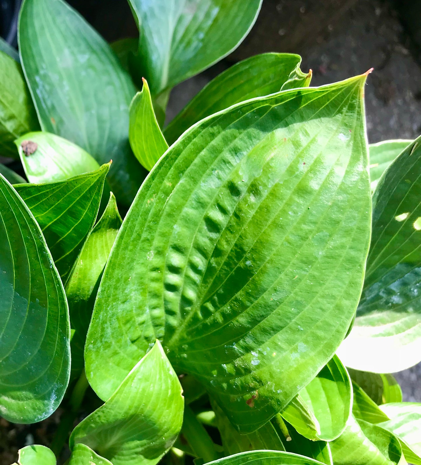 Hosta 'Ice Prancer'