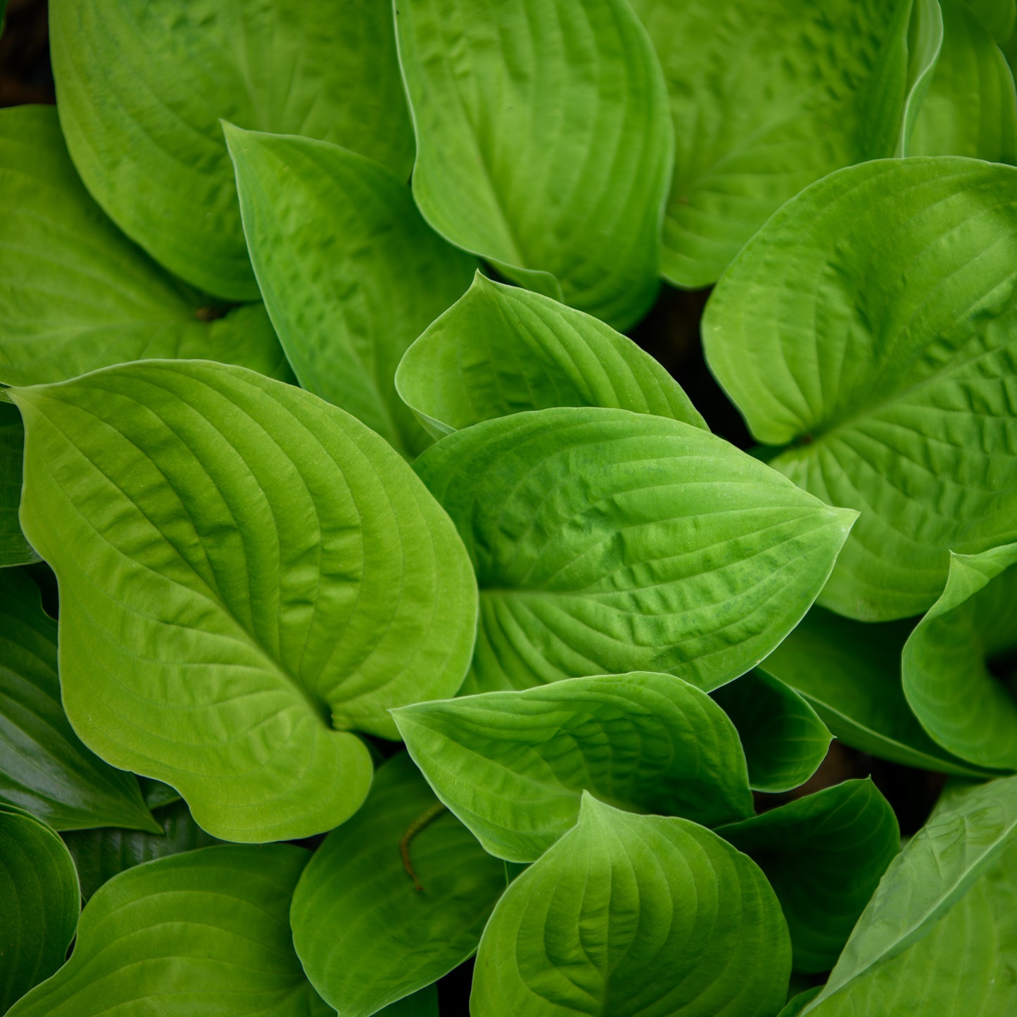 Hosta 'Ki Ren Jyaku'