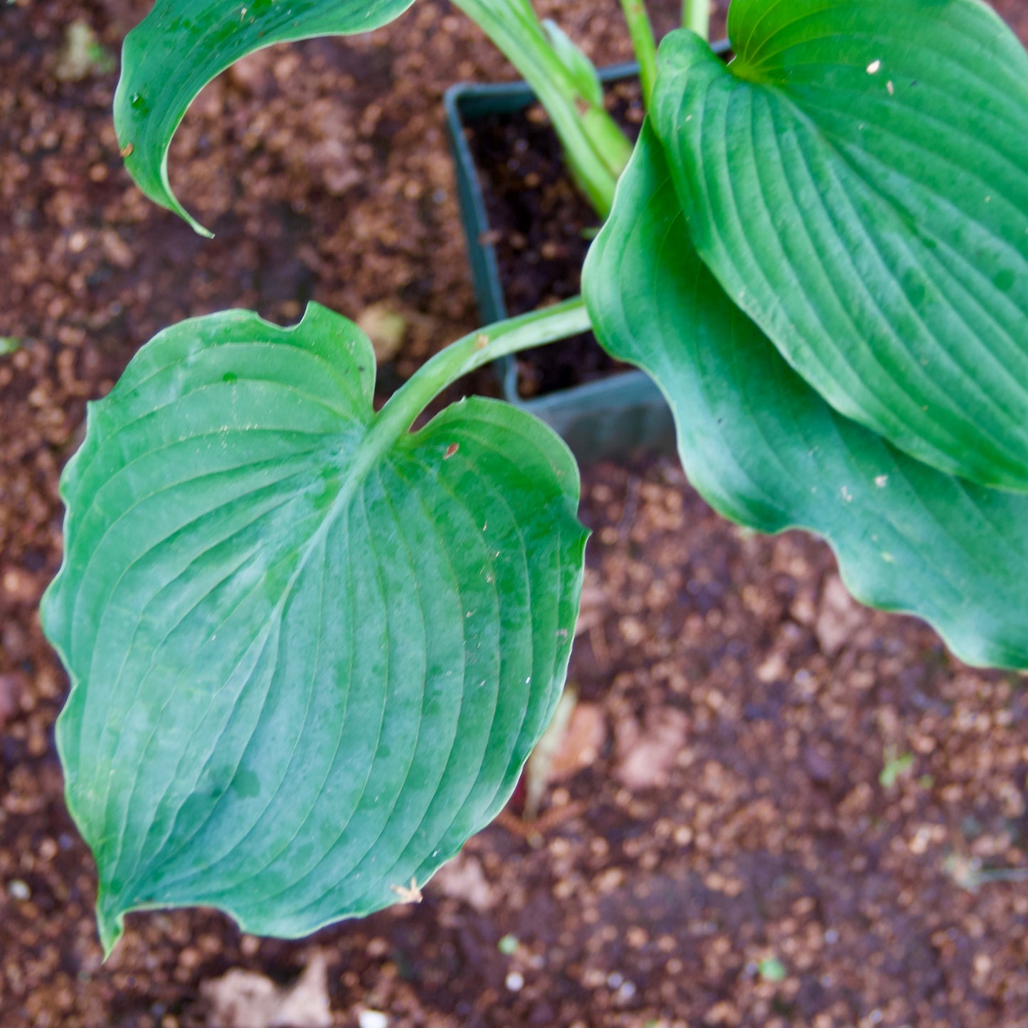 Hosta 'Komodo Dragon'