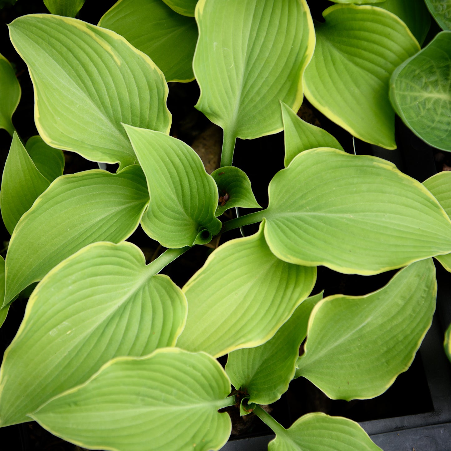 Hosta 'Lakeside Cha Cha'